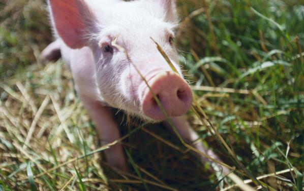 保育猪顽固性腹泻怎么治疗,保育猪腹泻呕吐消瘦治疗方法