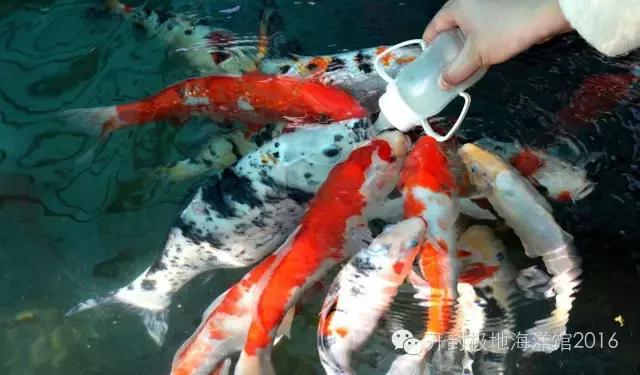 下雨适合去极地海洋世界玩吗,下雨天极地海洋世界