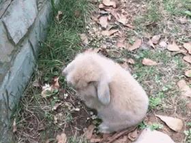 邂逅愚人节!别被兔兔蠢萌的外表所迷惑!