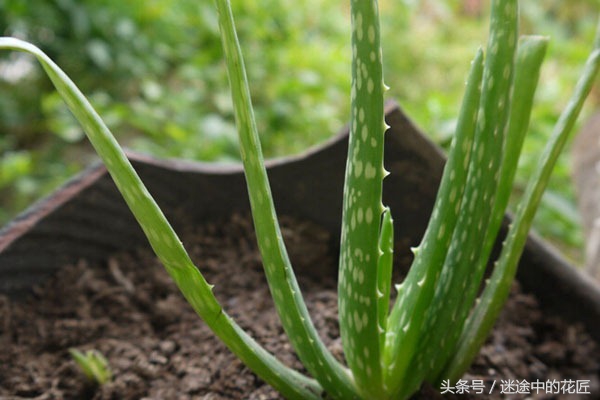 芦荟的食用方法和用法,正确食用可食用芦荟教程