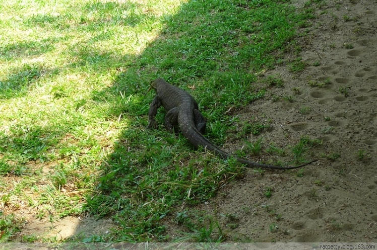 没有电没有通讯的孤独小岛生态奇好，巨大的蜥蜴自在游玩不怕人