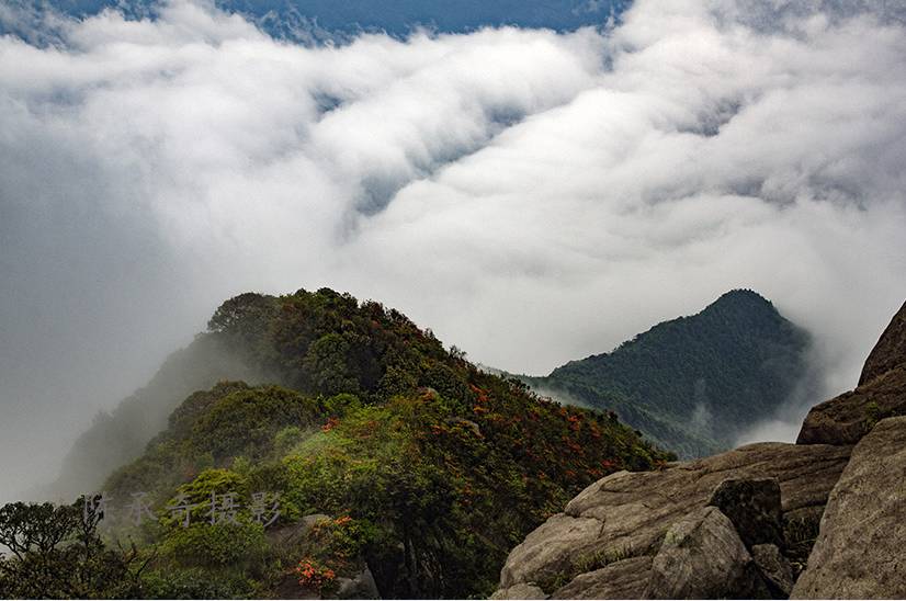 满山的杜鹃红艳艳纯音乐,满山杜鹃红艳艳