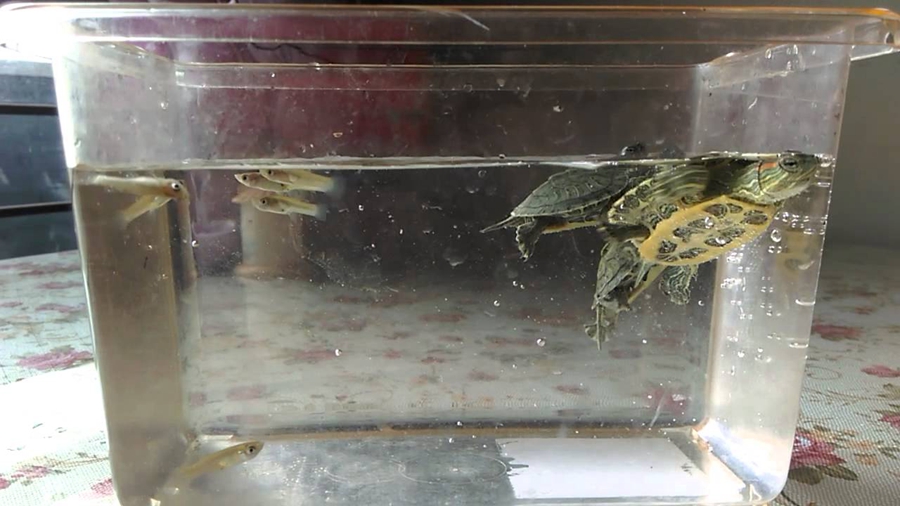 养小龟教程,新手如何饲养小龟