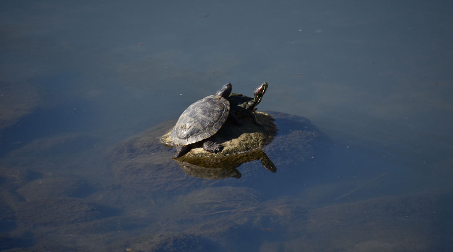 养小龟教程,新手如何饲养小龟
