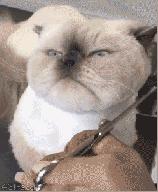 狐狸精平常表示什么,狐狸精是夸人还是骂人的