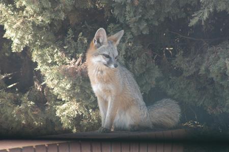 Photoshop设计梦幻边框的详细流程,photoshop项目式教程