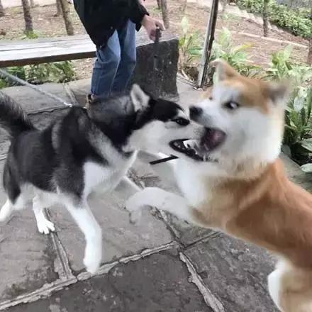 哈士奇vs秋田犬,哈士奇对战博美