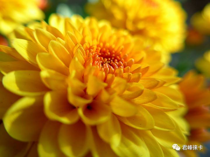 徕卡c-lux便携相机,徕卡c便携相机