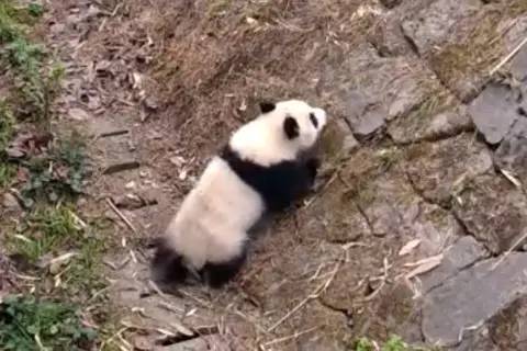 桌边社20170331：该有的都是配对出现的