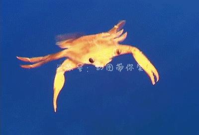 海鲜皮皮虾最好吃,皮皮虾那些坑爹的瞬间