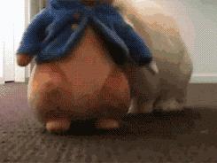 邂逅愚人节!别被兔兔蠢萌的外表所迷惑!