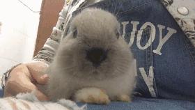 邂逅愚人节!别被兔兔蠢萌的外表所迷惑!