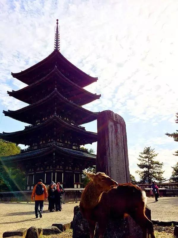 日本奈良看小鹿,日本奈良看小鹿视频