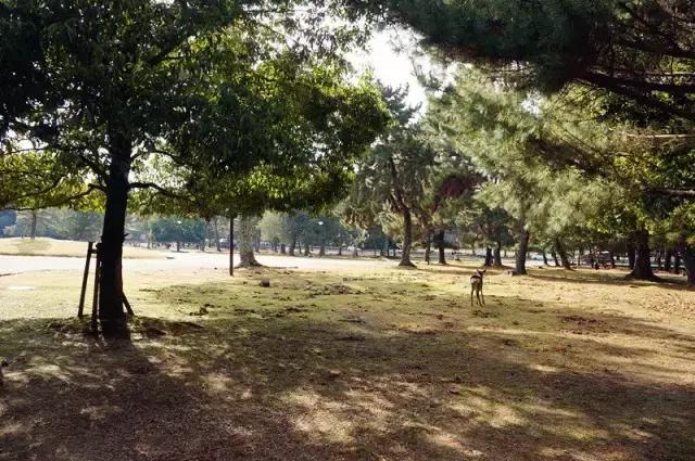 日本奈良看小鹿,日本奈良看小鹿视频