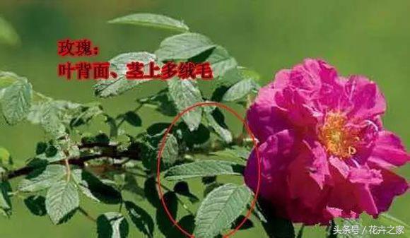 教你快速识别常见易混淆的花卉,教你辨别多种春季常见花