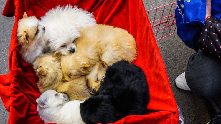 实拍：西安市井的味道