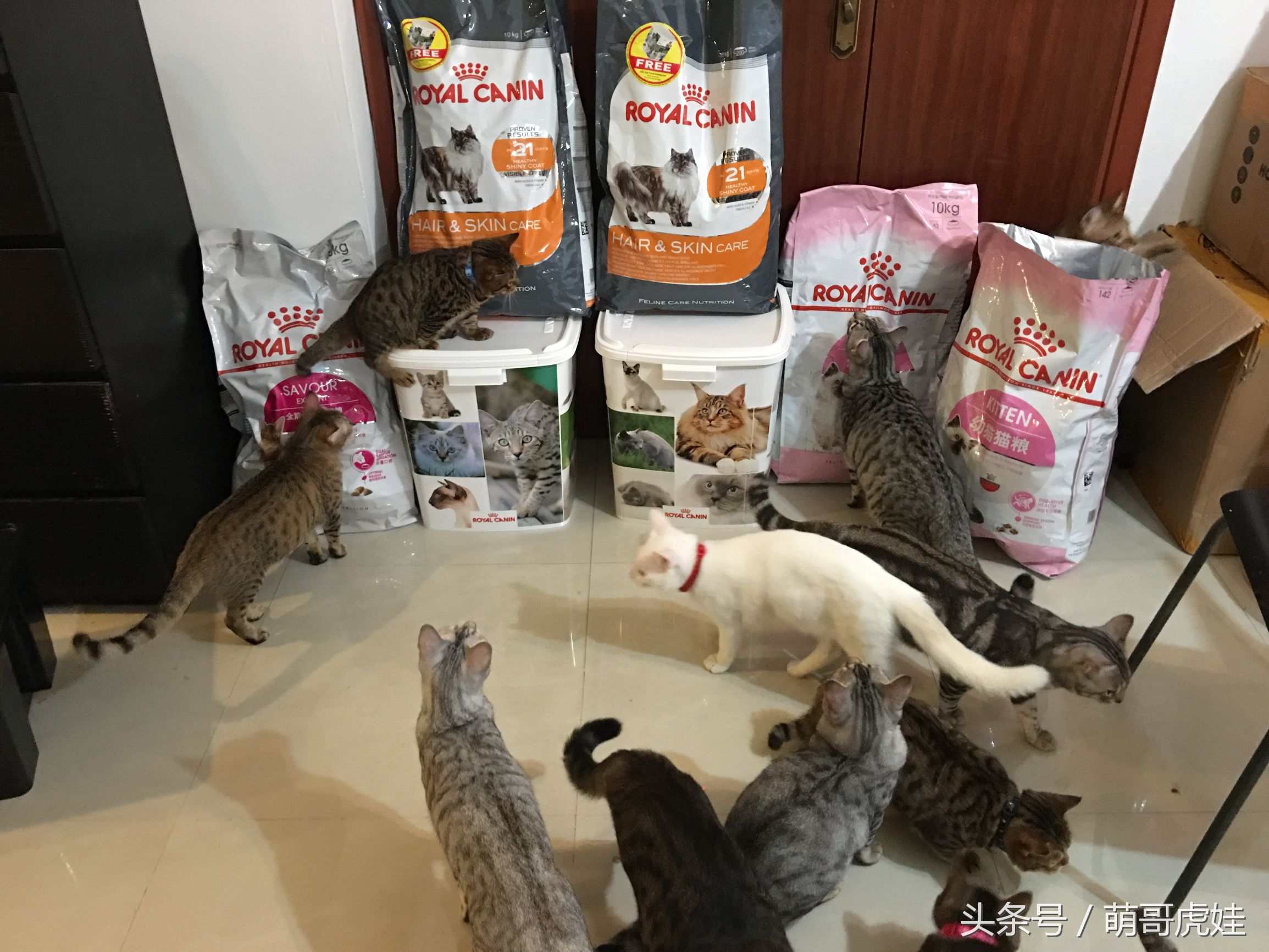 一铲屎猫咪就吃猫粮,猫咪铲屎官推荐猫粮