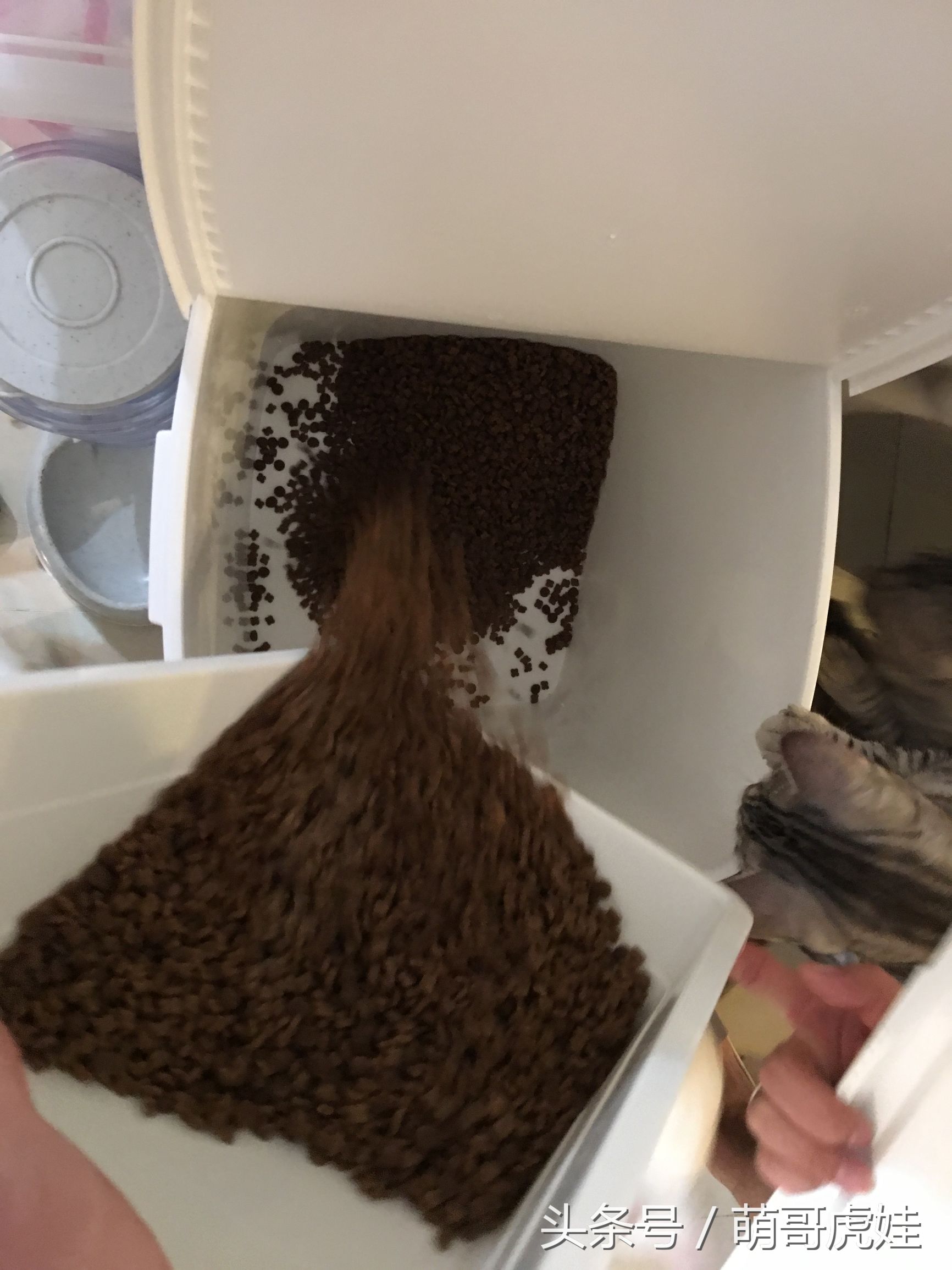 一铲屎猫咪就吃猫粮,猫咪铲屎官推荐猫粮