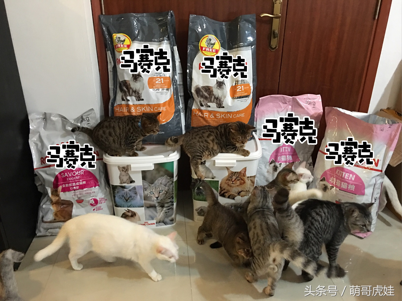 一铲屎猫咪就吃猫粮,猫咪铲屎官推荐猫粮