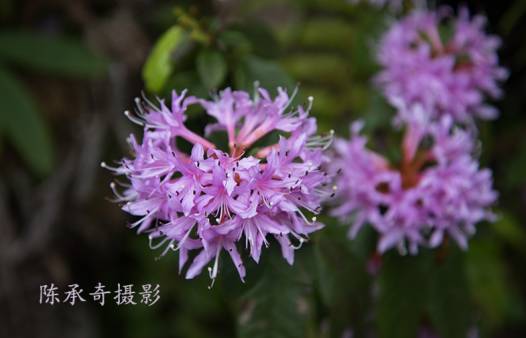 满山的杜鹃红艳艳纯音乐,满山杜鹃红艳艳