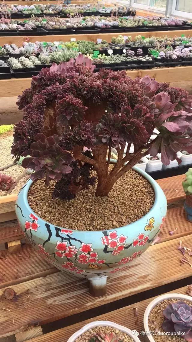 一入肉坑深似海下一句,一入肉坑深似海