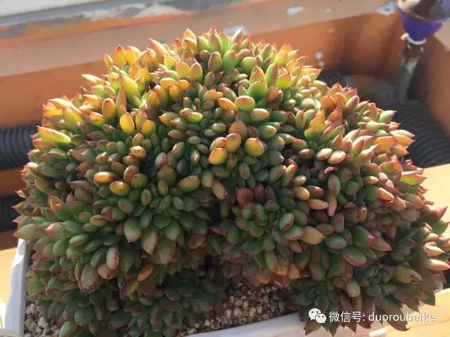 一入肉坑深似海下一句,一入肉坑深似海