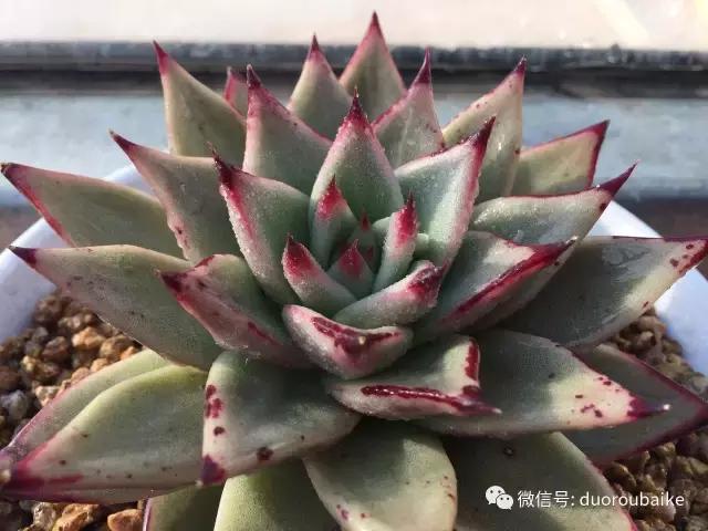 一入肉坑深似海下一句,一入肉坑深似海