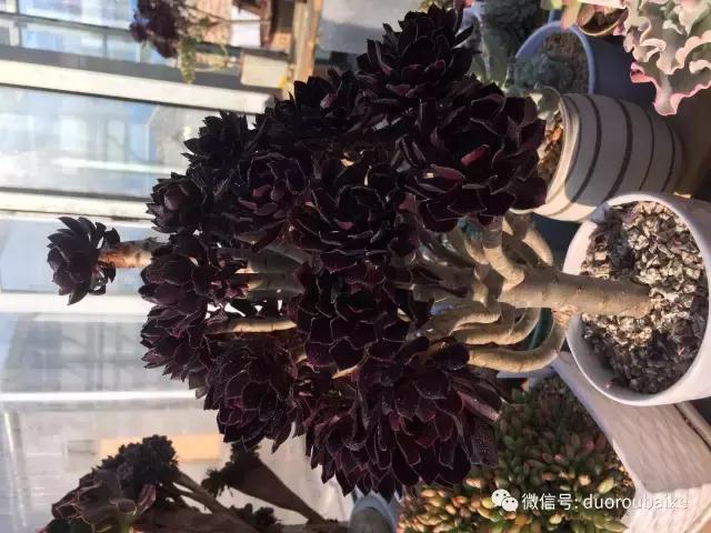 一入肉坑深似海下一句,一入肉坑深似海