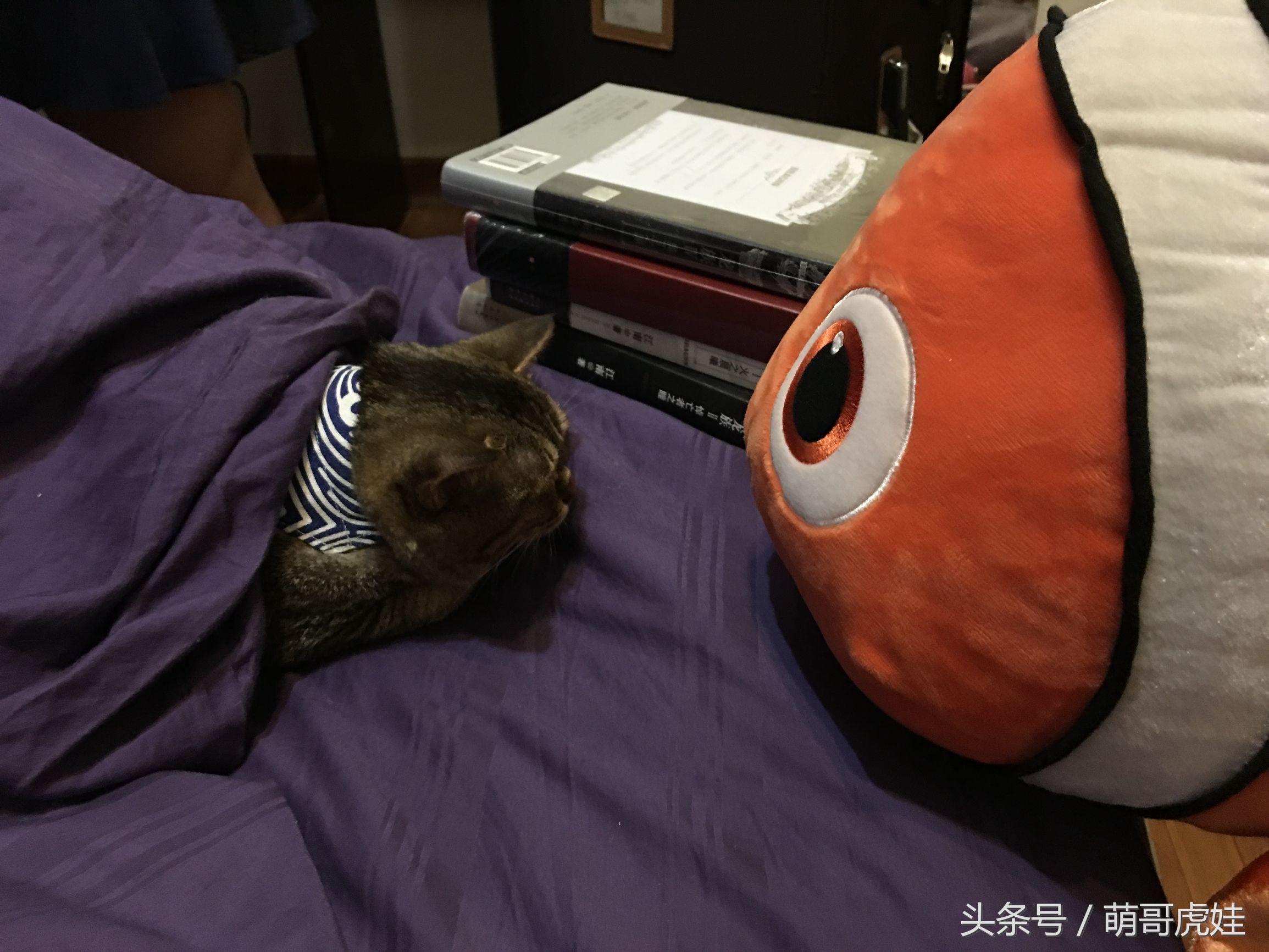 盘点喵星人睡觉被吓一跳的反应,喵星人和铲屎官的日常