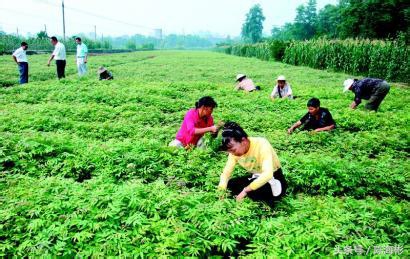 农村20个创业路子,无本创业22种方法农村