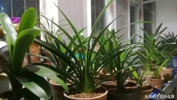 阳台养花品种推荐,适合阳台养花是哪些品种