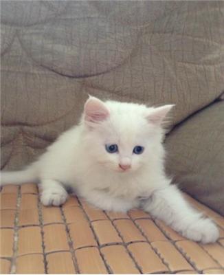 盘点那些最厉害的猫咪,最受欢迎的猫咪品种排行榜前十名