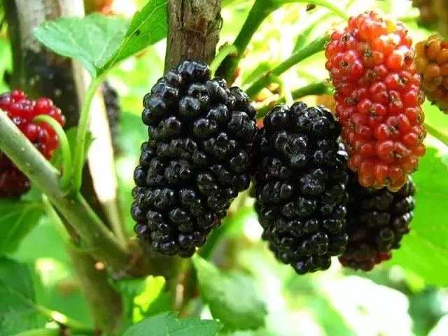 海口游玩攻略必去景点,海口旅游日常攻略大全最新