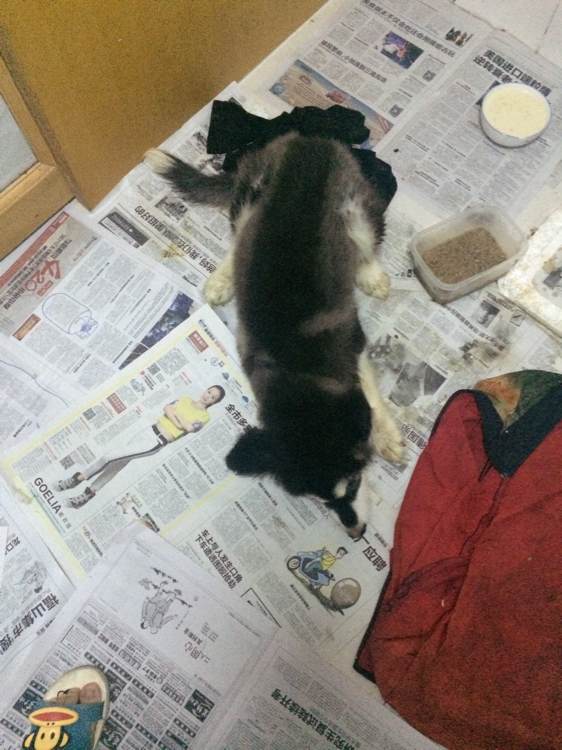 晚上捡到一只阿拉斯加,女子捡到阿拉斯加犬急寻主人