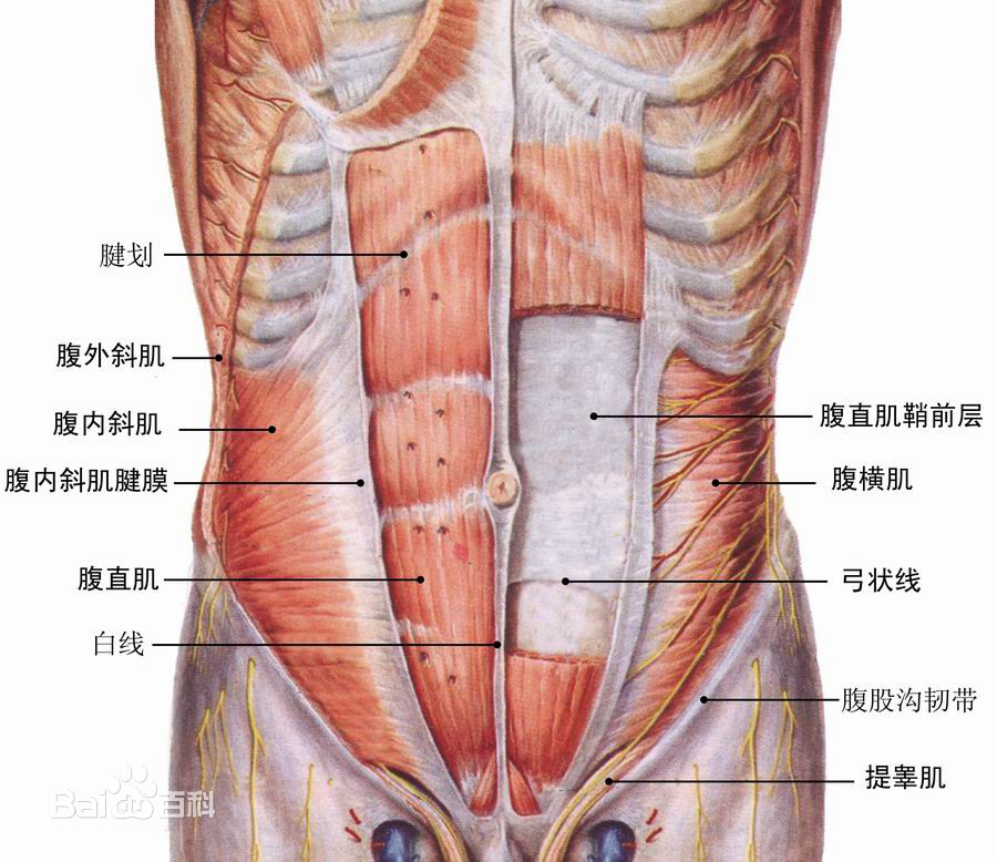 每天一次腹肌撕裂者持续一个月,每天做腹肌撕裂者会生病吗
