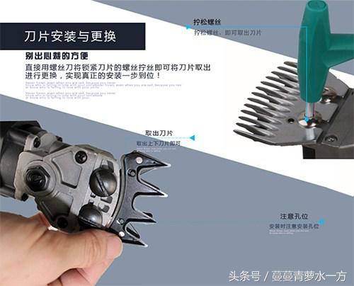 剪羊毛的图片图文,最火剪羊毛视频