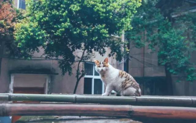 鎴愰兘钂告苯闈掓梾,钂告苯鏃呰垗