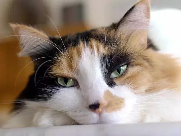 猫狗没有便便了？面临下岗的铲屎官该何去何从