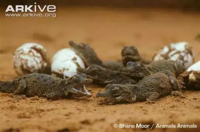 奥里诺科鳄有多漂亮,奥里诺科鳄最大多大