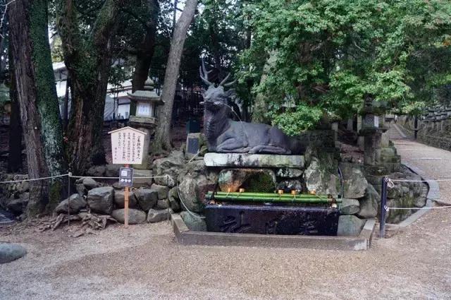 日本奈良看小鹿,日本奈良看小鹿视频