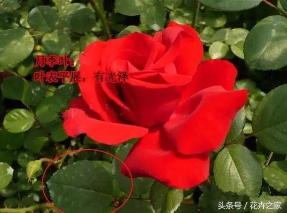 教你快速识别常见易混淆的花卉,教你辨别多种春季常见花