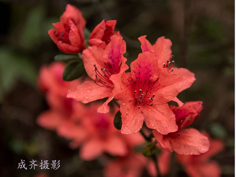 满山的杜鹃红艳艳纯音乐,满山杜鹃红艳艳