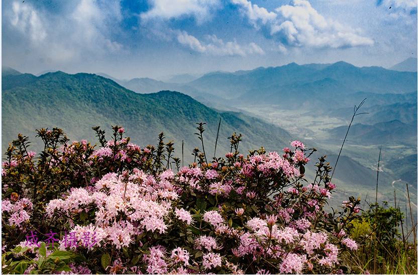 满山的杜鹃红艳艳纯音乐,满山杜鹃红艳艳