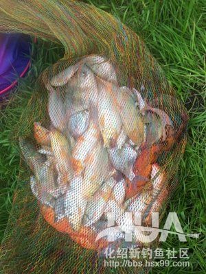 最新黑坑鱼竿测评,黑坑测试鲫鱼3.6米鱼竿推荐