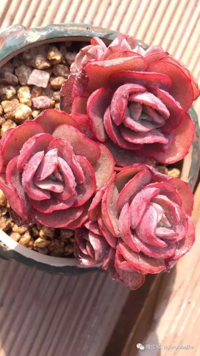 一入肉坑深似海下一句,一入肉坑深似海