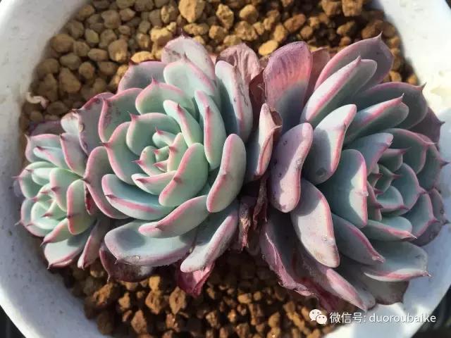 一入肉坑深似海下一句,一入肉坑深似海