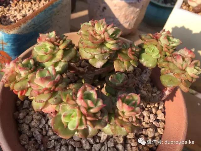 一入肉坑深似海下一句,一入肉坑深似海