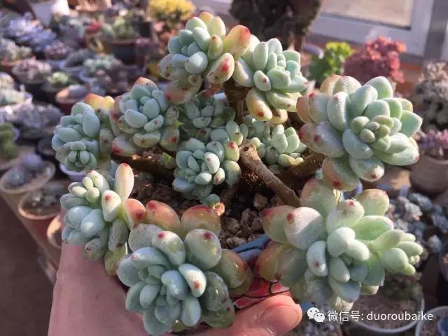 一入肉坑深似海下一句,一入肉坑深似海