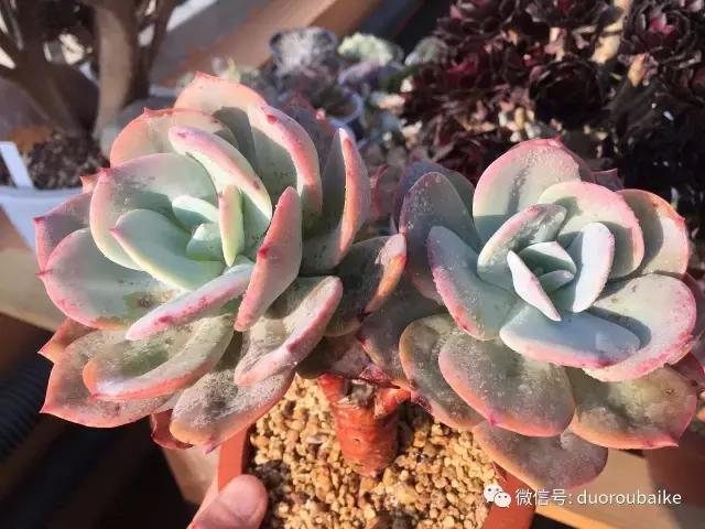 一入肉坑深似海下一句,一入肉坑深似海