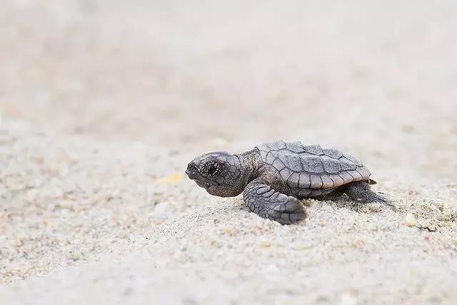 蠵龟是鳄龟么,红海龟电影中红海龟象征什么